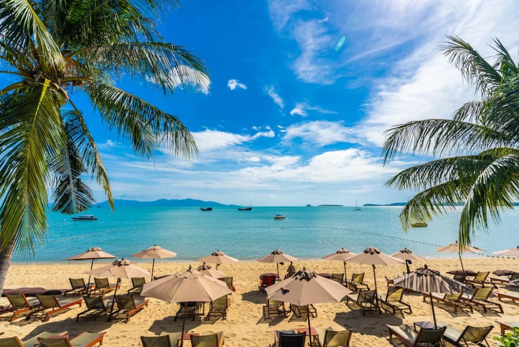 beach and palm trees