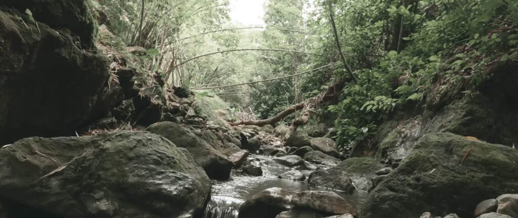 A tranquil stream meandering through a forested rocky landscape