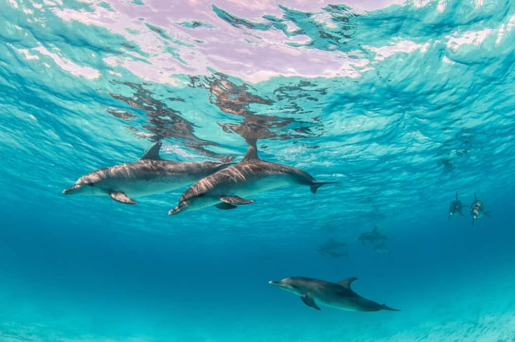 A pod of dolphins swimming under the sea surface