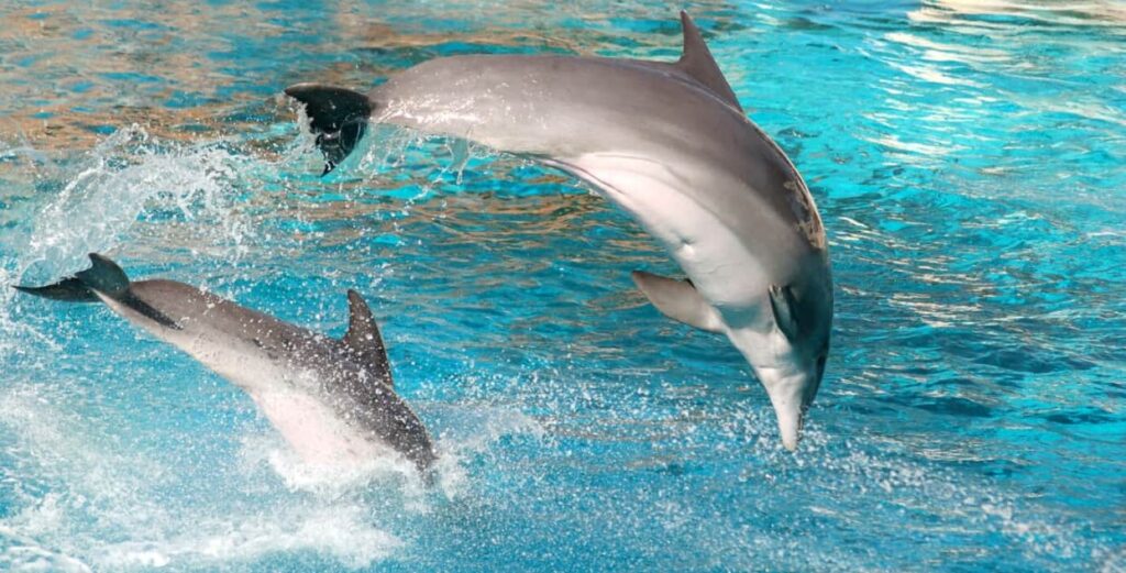 Two dolphins leaping in sync above blue waters