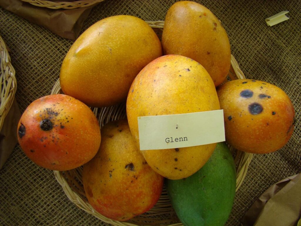 Mango